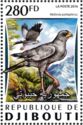 Eastern Chanting-Goshawk (Melierax poliopterus)